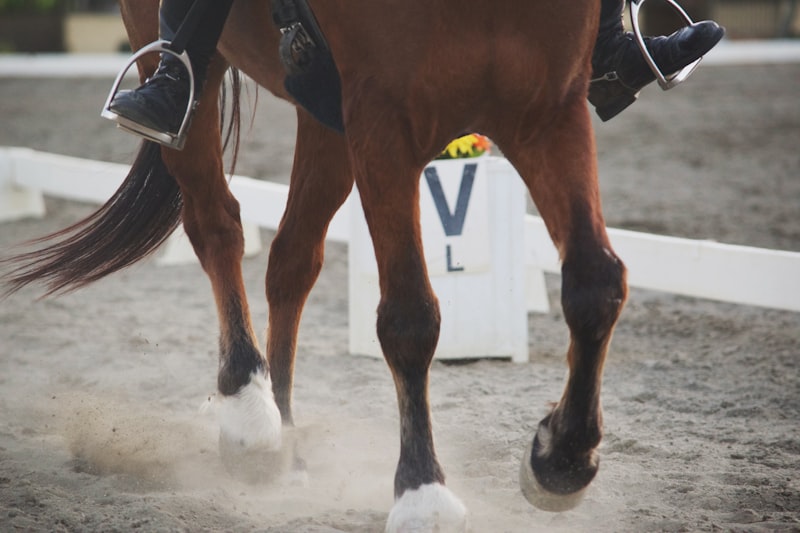 Reiterin bei der Dressurarbeit auf dem Reitplatz