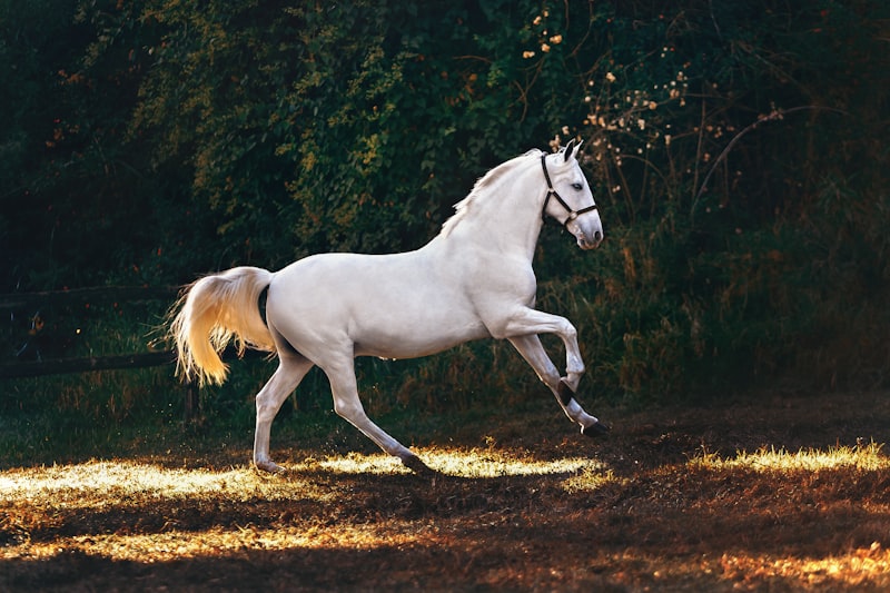 Springpferd beim Sprung über ein Hindernis im Parcours